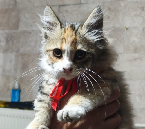 Minik yavru  kedi fotoğraf