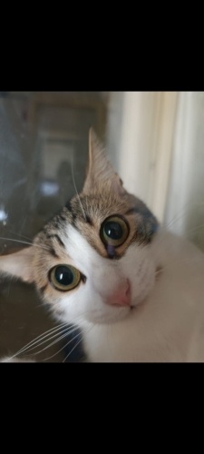 Sahipleri onu bırakıp gitti fotoğraf