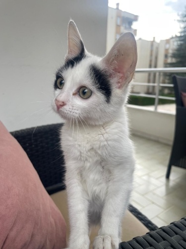 dünya tatlısı yavru kedi fotoğraf