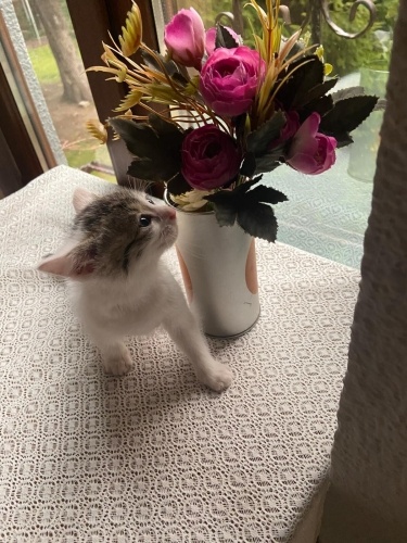 Tatlı yavru kedi fotoğraf