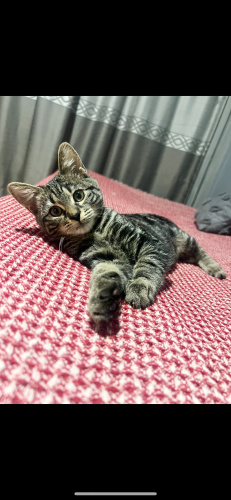 Tatlı kız yuva arıyor fotoğraf