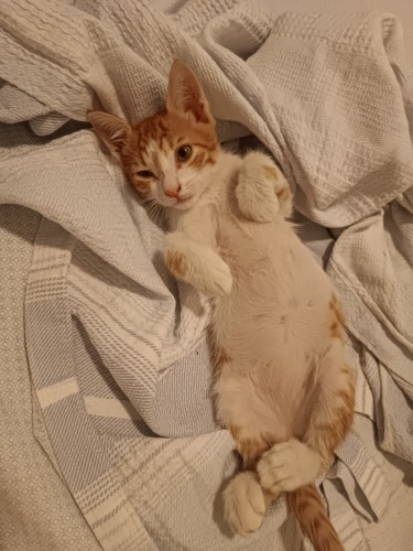 YAKLAŞIK 2.5 AYLIK ŞEKER OĞLAN fotoğraf