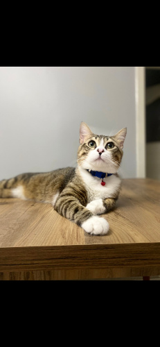 Masum Bebek Luca fotoğraf