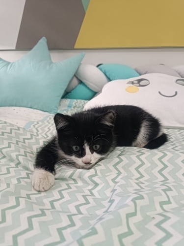 İKİ AYLIK, ERKEK, SMOKİN fotoğraf