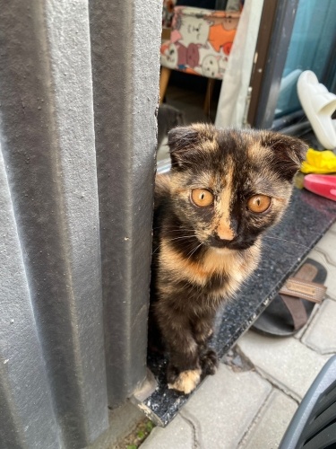 temas bağımlısı yavru kedimize güzel bir yuva arıyoruz fotoğraf