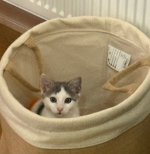 🛣️ Kimsesizken Sokaktan —- Huzurlu Bir Yuvaya 🏠 fotoğraf