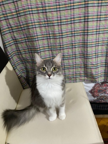 Tatlı kediye yuva fotoğraf