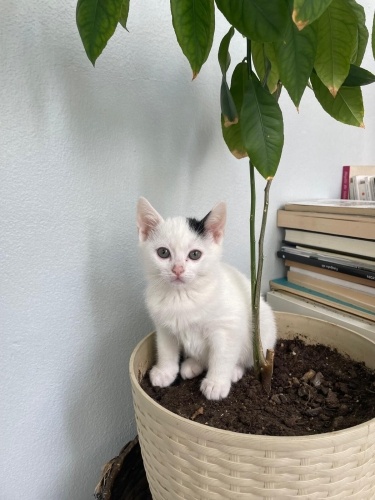 Yavru kedi yuva arıyor fotoğraf