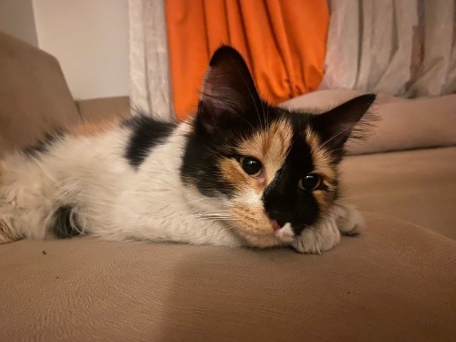 YUVA ARIYORUZ ÇOK UYSAL VE SEVGİ DOLU KEDİCİK fotoğraf