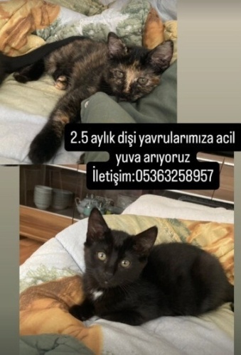 2 aylık yavru kedilerimiz için ACİL yuva aramaktayız fotoğraf