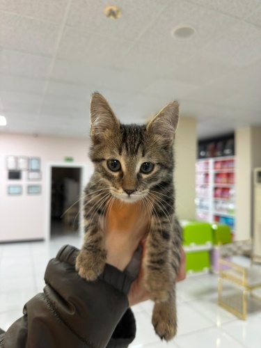 Minik ömürlük yuva bekliyor fotoğraf