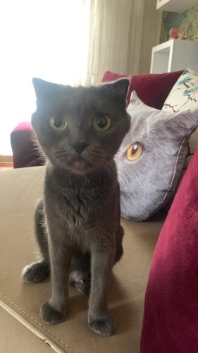 🌸 Gözleriyle Konuşan Zeytin: 2 Yaşında, Sakin ve Cana Yakın Hanım! fotoğraf