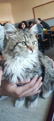 Norveç Orman Kedisi Kırması. fotoğraf