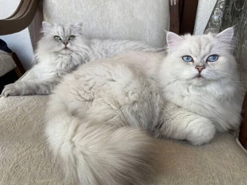 Güzeller güzeli anne oğul acil yuva arıyor fotoğraf