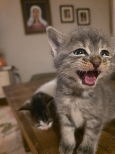 oyuncu ve cok sevimli fotoğraf