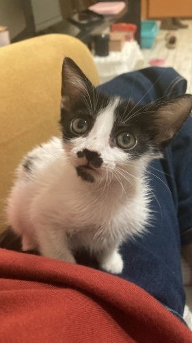 Minik prensese acil yuva fotoğraf