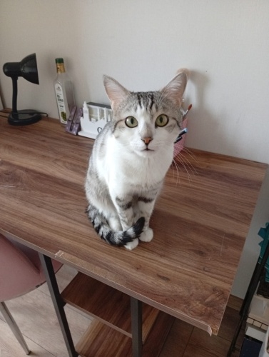 Diğer kedimle anlaşamadıkları için mecburen sahiplendiriyorum. fotoğraf