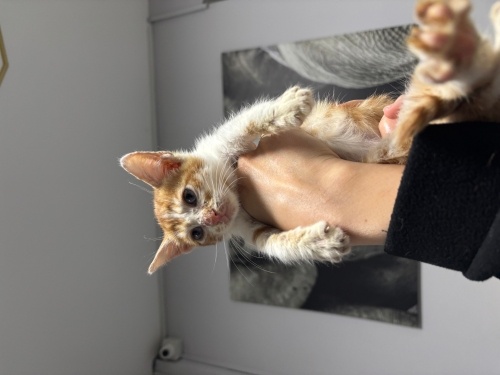 Sokaktan kurtarılıp klinikte tedavi gören minnoş yeni yuvasını arıyor fotoğraf