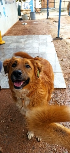 Barınağa şikayet edildi fotoğraf