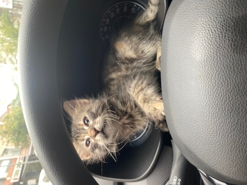 Ömürlük yuvasını arıyoruz fotoğraf