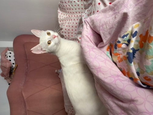 Kısır,dişi ömürlük yuva arıyoruz fotoğraf