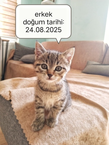 Oyun canavarı hareketli küçük ponçik fotoğraf