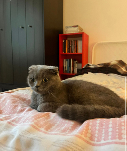 Ömürlük yuvasını arıyoruz fotoğraf