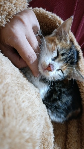 Maya bebek ailesini arıyor. fotoğraf