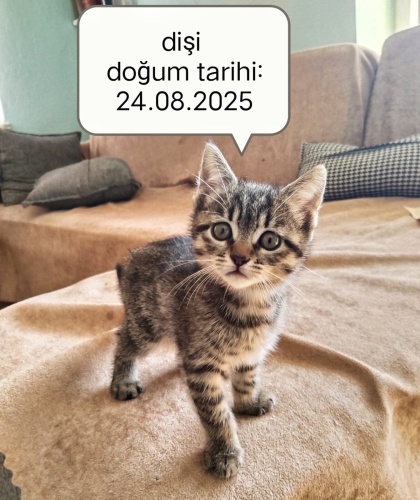 Oyun canavarı insan canlısı küçük panter fotoğraf