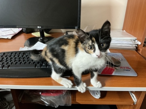 Sevgi dolu Tarçına yuva arıyoruz fotoğraf