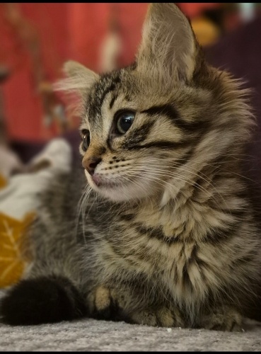 Tüylü güzel kız fotoğraf