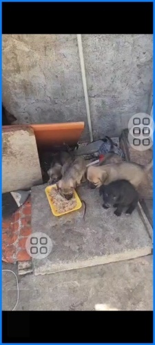 Yavru köpeklerimize yuva arıyoruz fotoğraf