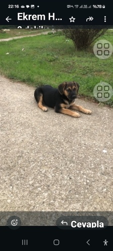 Tatlı kara yuva arıyoruz fotoğraf