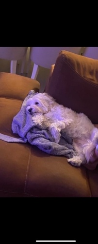 Ares e yuva sadece whatsupa cevap verlecektir fotoğraf