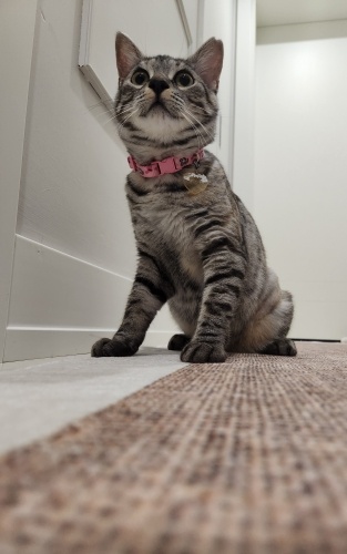 Dişi kısır 6 aylık tam bir cimcime fotoğraf