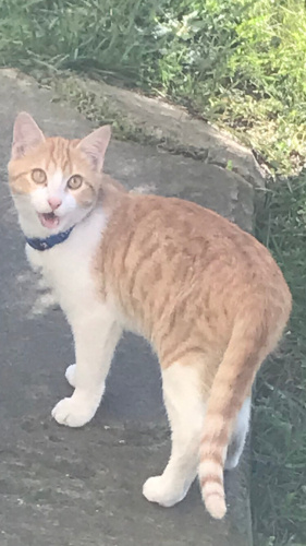 HEYYY😇😇😇BURADA SÜREKLİ SİZE SIRNAŞACAK BİR YAVRU MU VAR ACABA?😃😃 fotoğraf