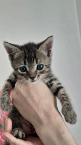 BADEM ŞEKERİMİZ BİR ÖMÜR  SÜRECEK MUTLULUK İİSTİYOR😇😇😇 fotoğraf