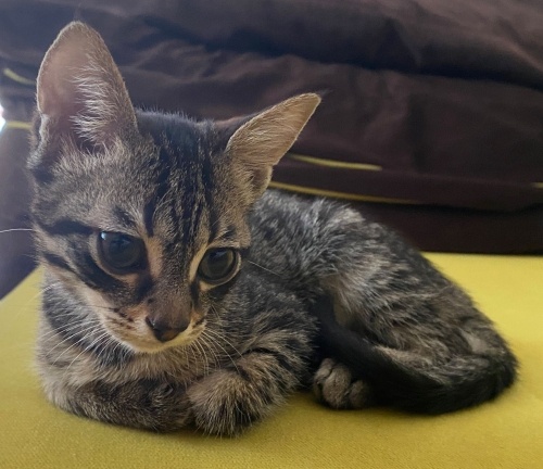 Çınar yuva arıyor. fotoğraf