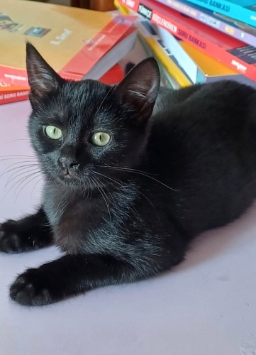 CANAYAKİN KEDİ İSTEYEN KAÇIRMASIN fotoğraf