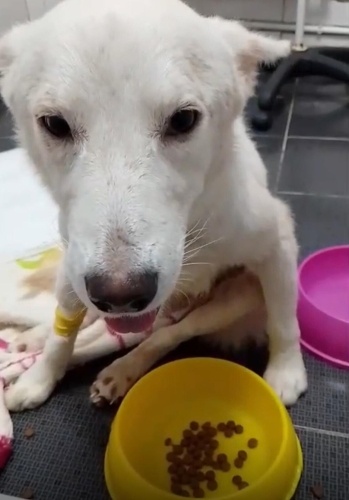 Yaralı Dostumuza Yuva Arıyoruz fotoğraf