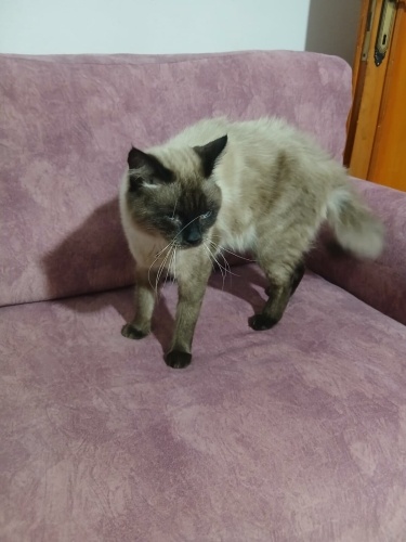 Bİr BUÇUK YAŞ CİVARINDA SİYAM KEDİSİ fotoğraf