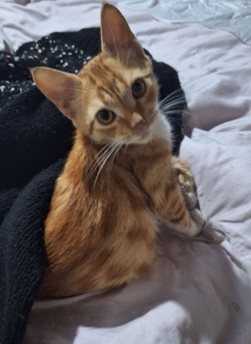 MELEĞI OLMAK ISTEYEN.. fotoğraf