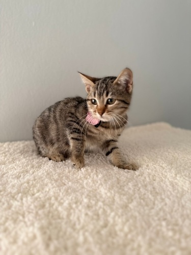 Güzel huylu kıza yuva fotoğraf