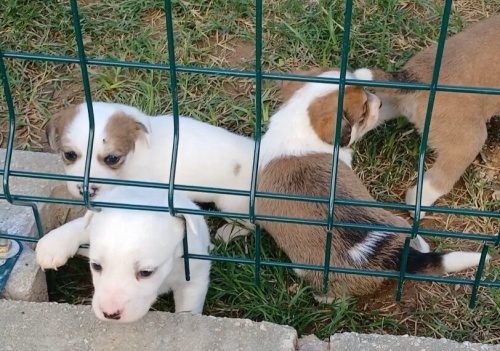 Jack Russel yavrulari sıcak yuvalarını ariyor fotoğraf