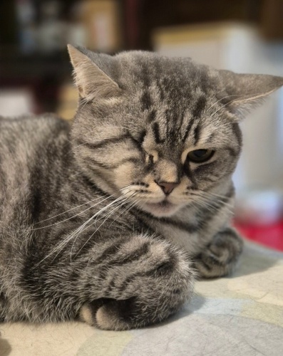 Acil yuva güzel tombiş kıza fotoğraf