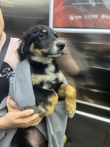 Ordudan acil yuva fotoğraf