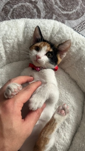 Oyuncu yavrumuz KARAMEL’e yuva arıyoruz 🐾 fotoğraf