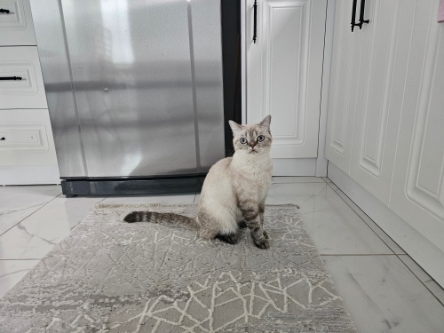 Maviş gözlü kızımıza kalıcı yuva fotoğraf