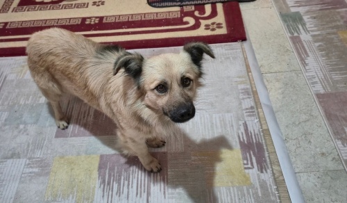 Sokağa Atılan Köpeği Ücretsiz Sahiplendirmek İstiyorum fotoğraf