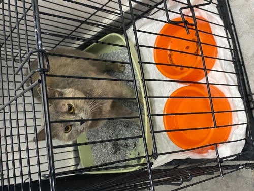 Veterinerde son günü acilen yuva arıyorum fotoğraf